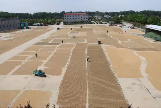 6.2展現(xiàn)國(guó)企責(zé)任擔(dān)當(dāng) 全力助民搶收夏糧(新聞稿)659.png 6.2展現(xiàn)國(guó)企責(zé)任擔(dān)當(dāng) 全力助民搶收夏糧(新聞稿)659.png